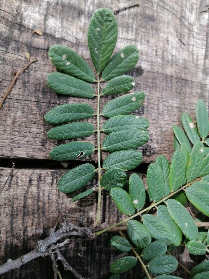 Lonchocarpus rugosus — houseplant care guide