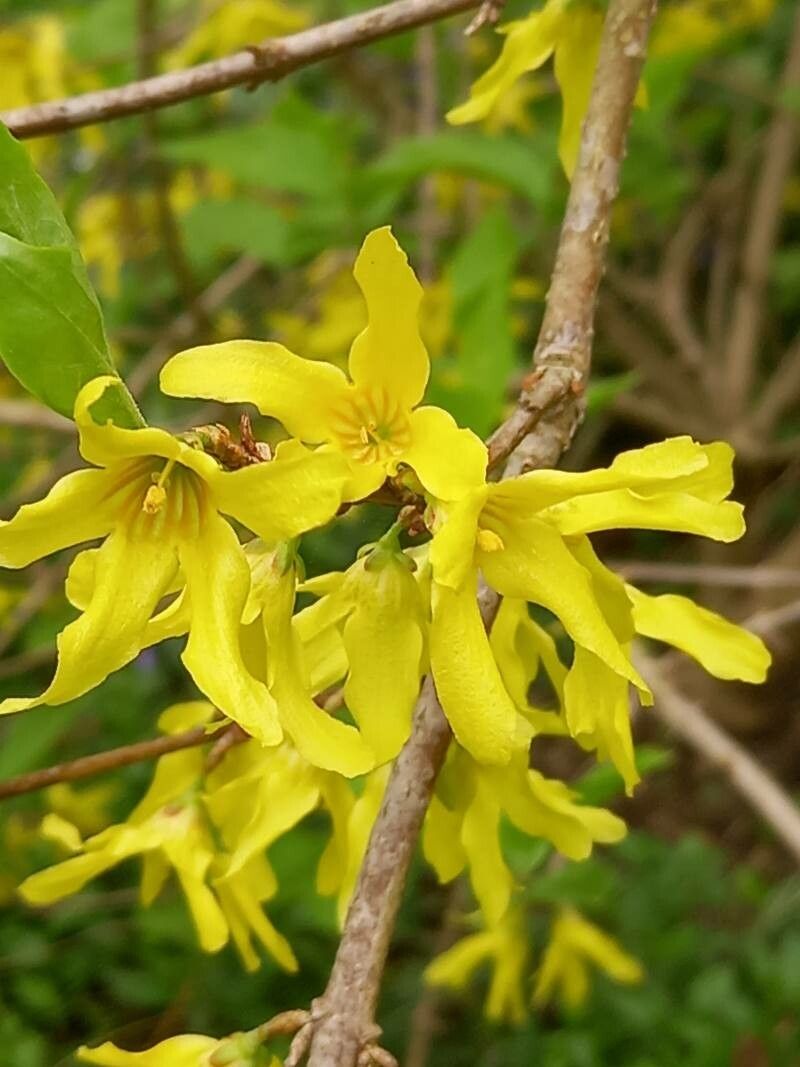 Forsythia japonica flower