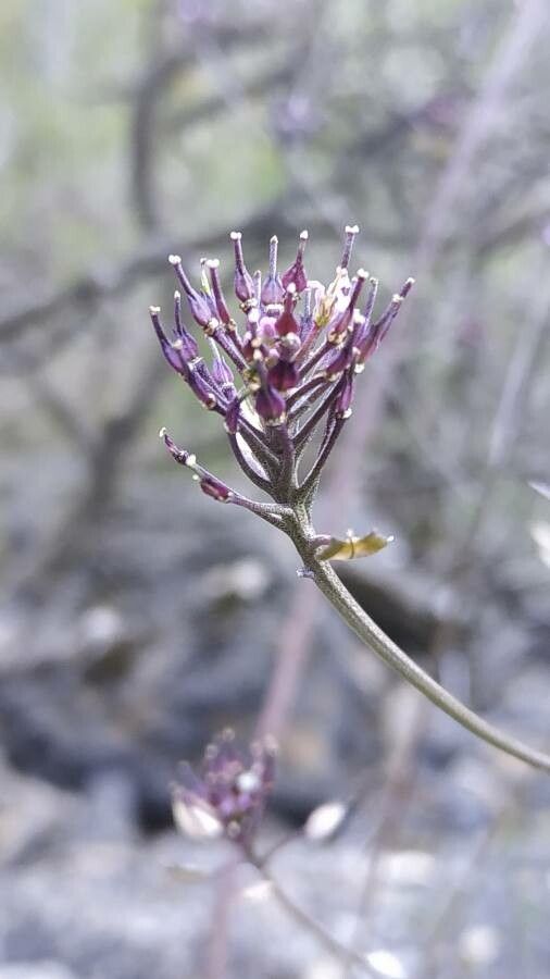Iberis contracta fruit