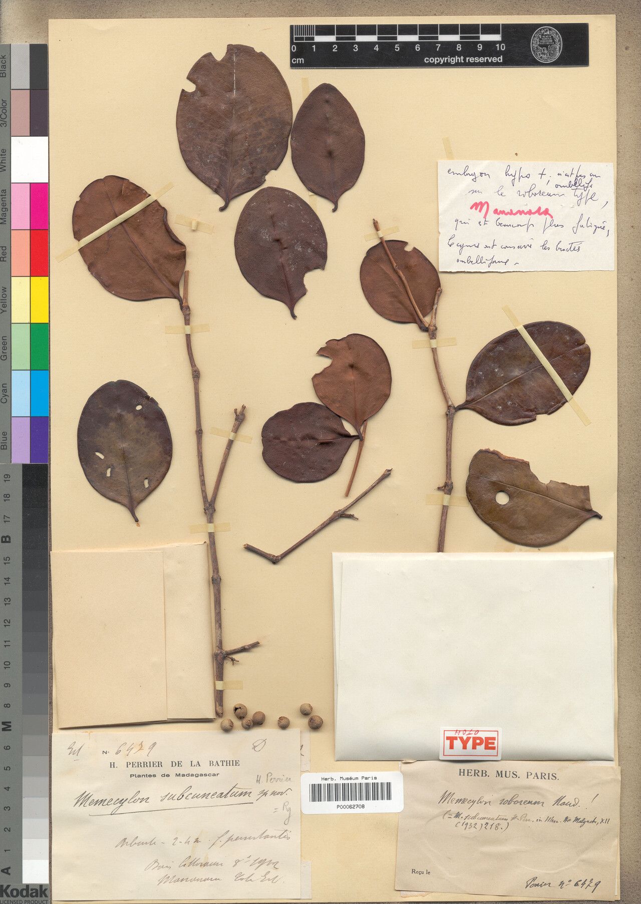 Memecylon subcuneatum — houseplant care guide