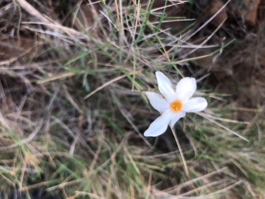 Narcissus serotinus flower