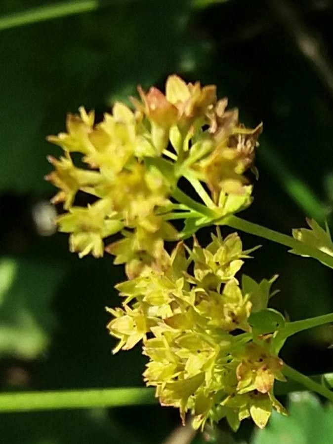 Alchemilla glabra flower