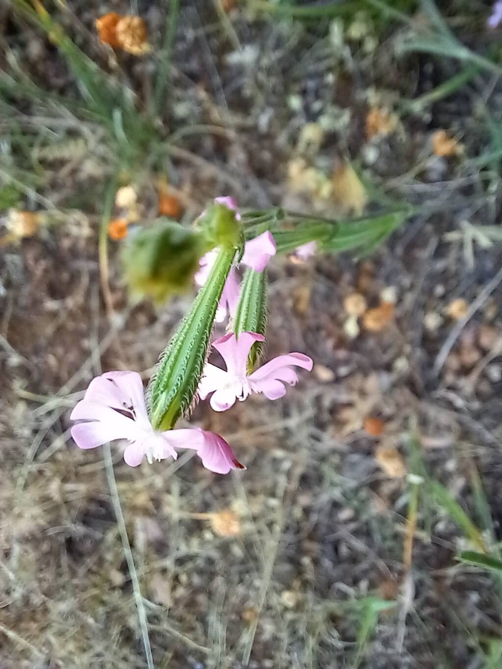 Silene gallinyi flower