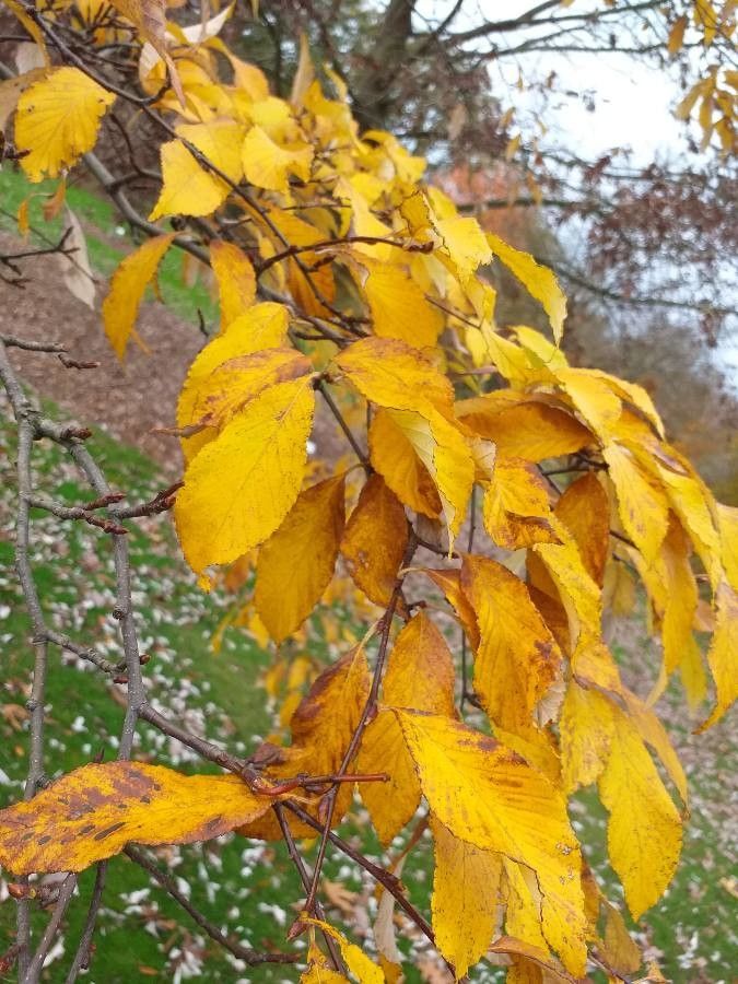 Sorbus folgneri leaf