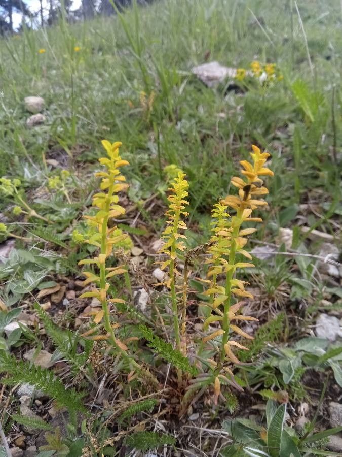 Aletris lutea — related species from the same genus