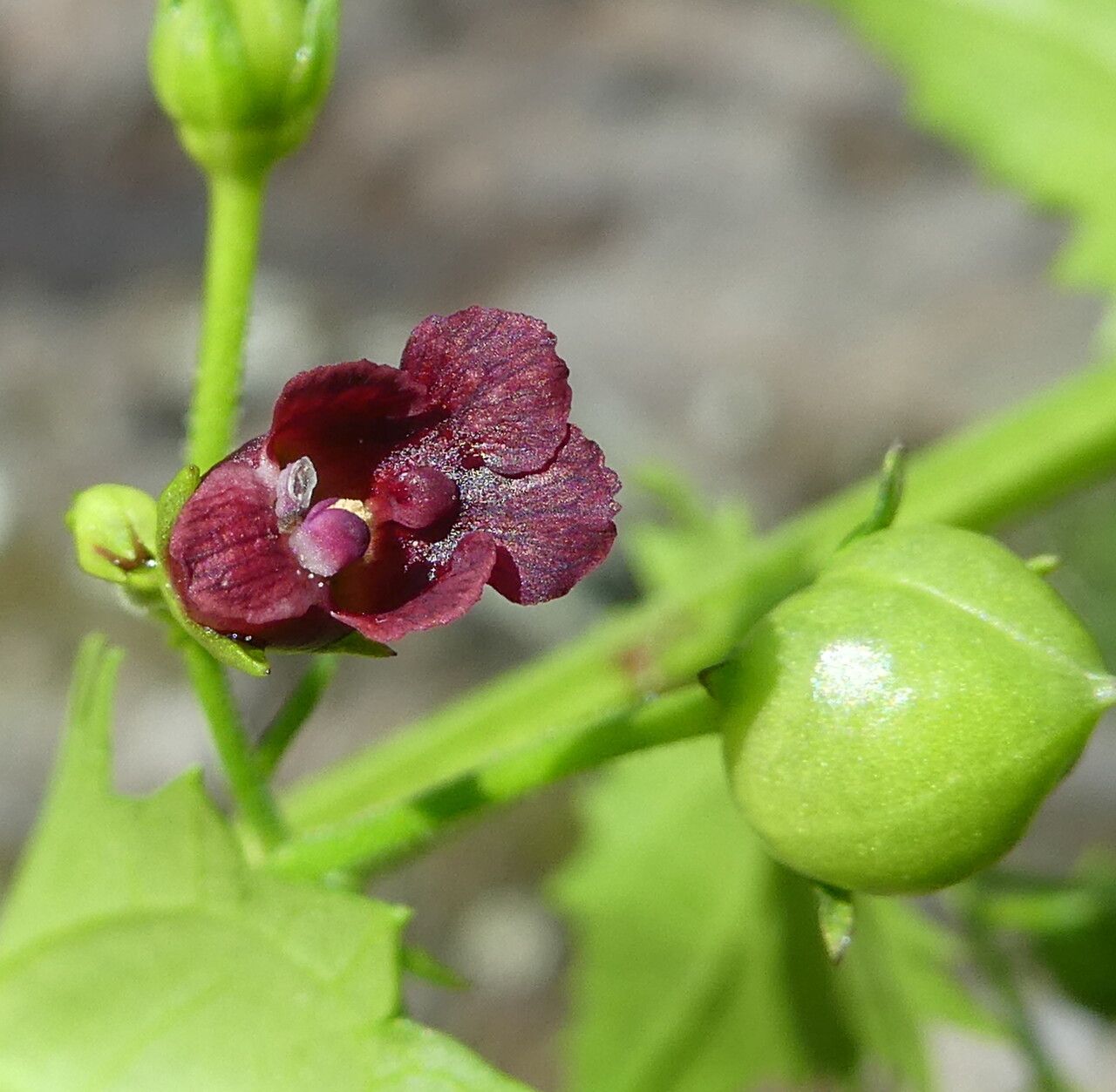 Scrophularia peregrina flower