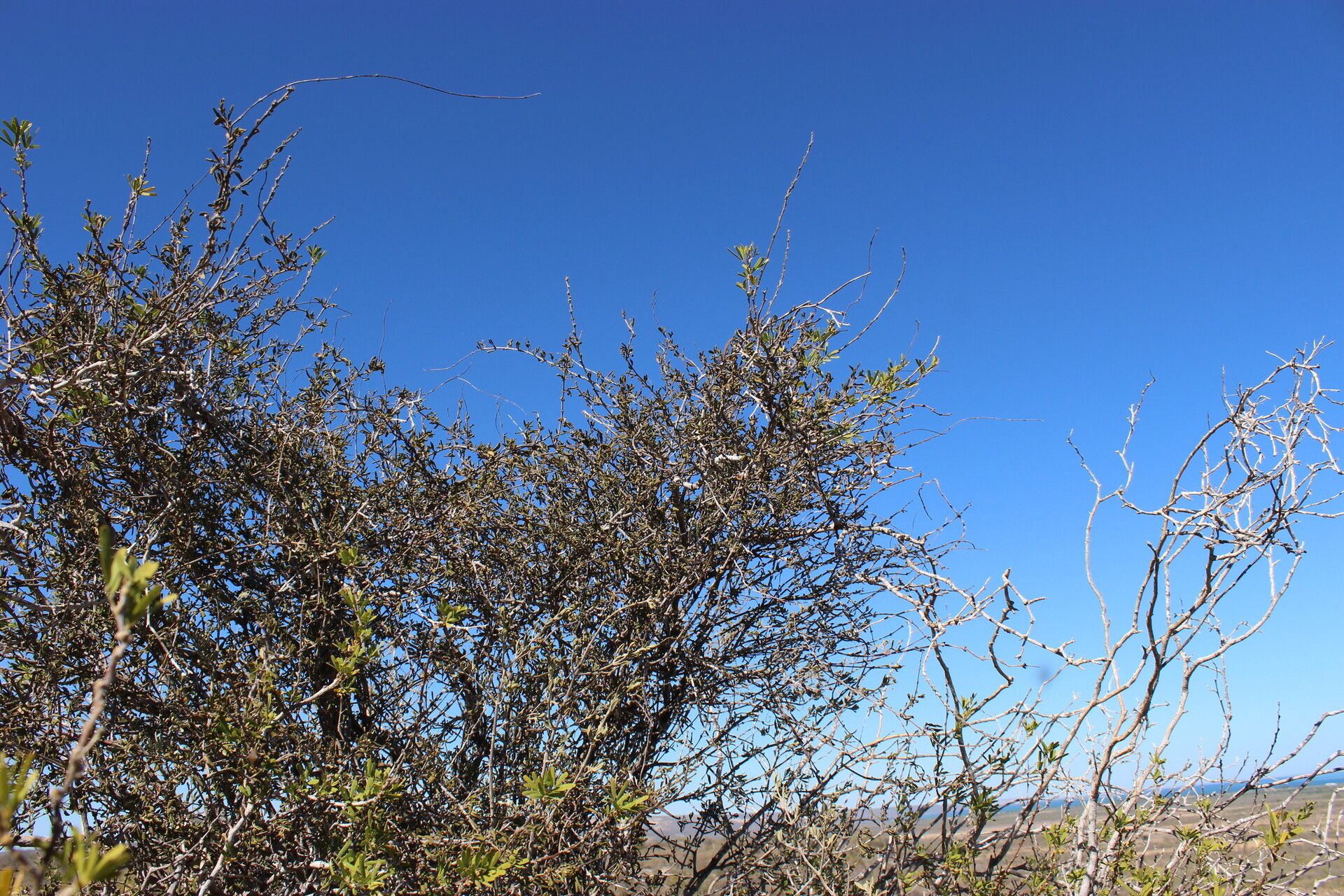 Secamone falcata habit