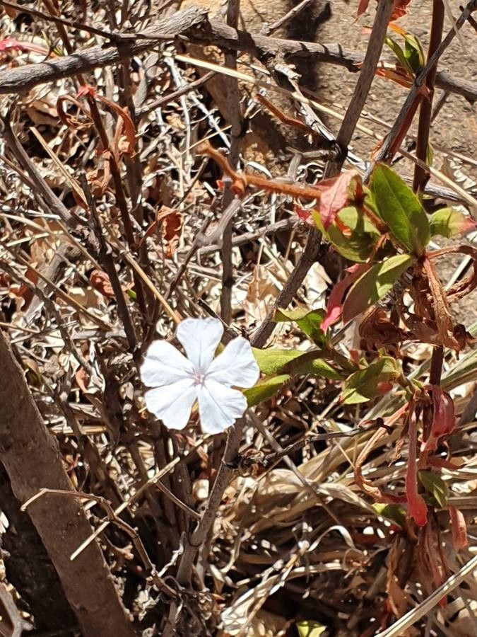 Ceratostigma abyssinicum