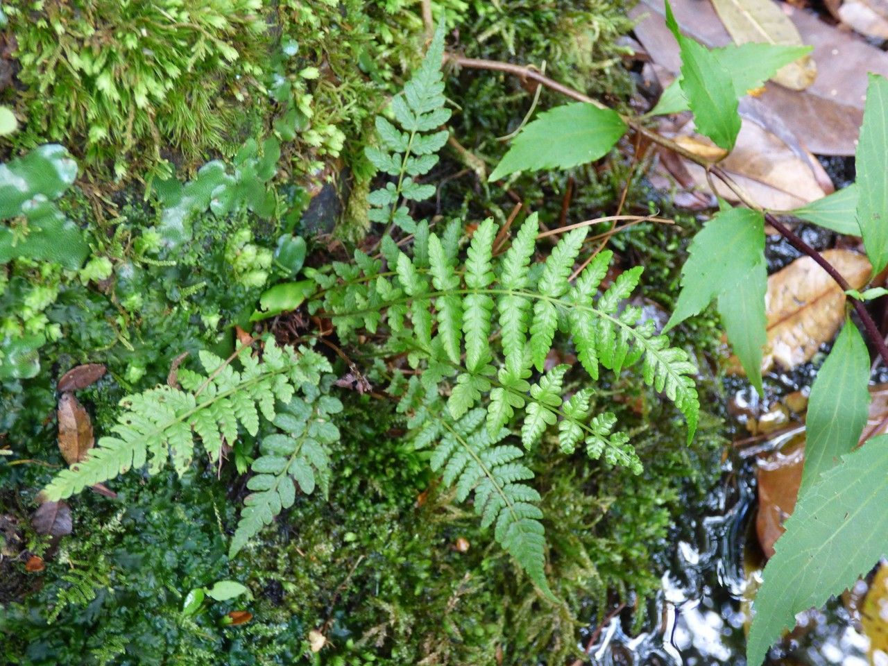 Thelypteris heteroptera habit