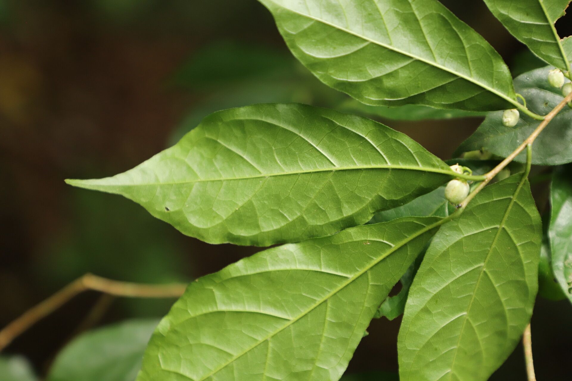Tapura fischeri leaf