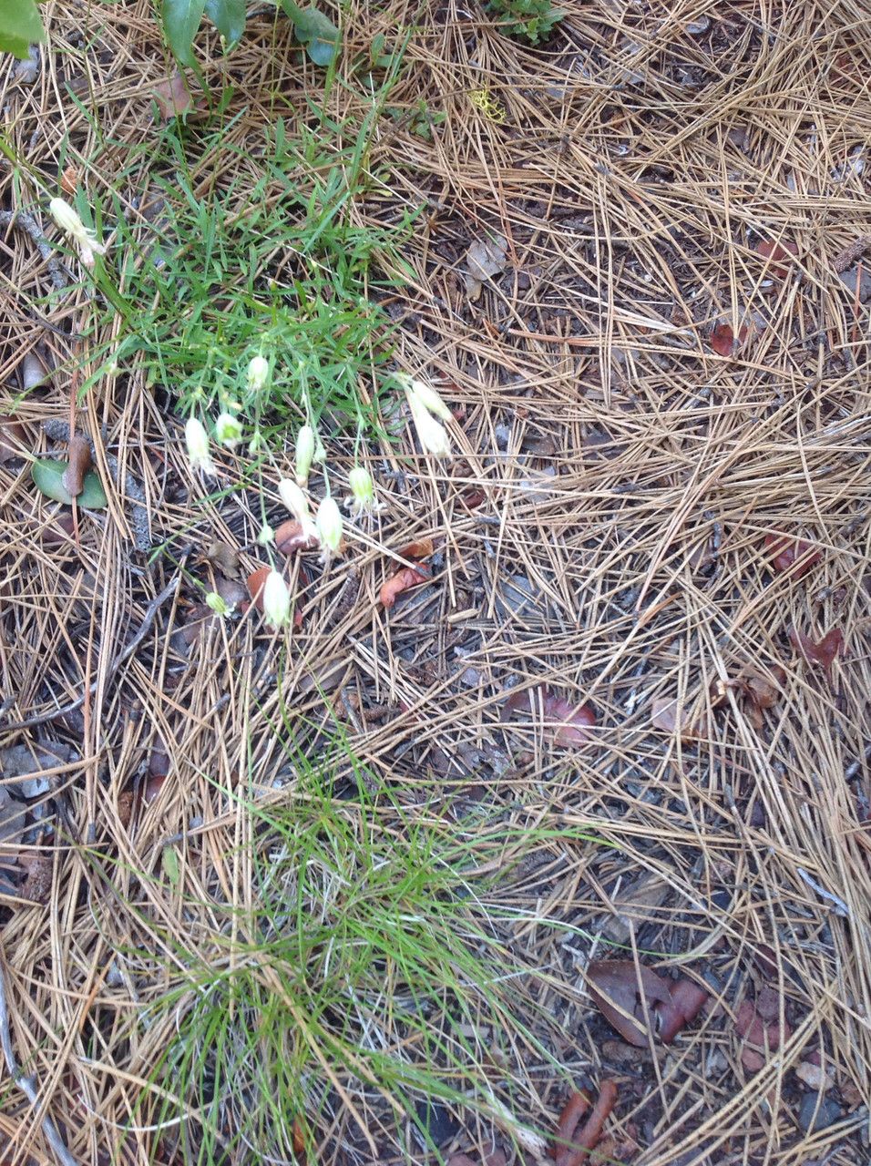 Silene douglasii habit