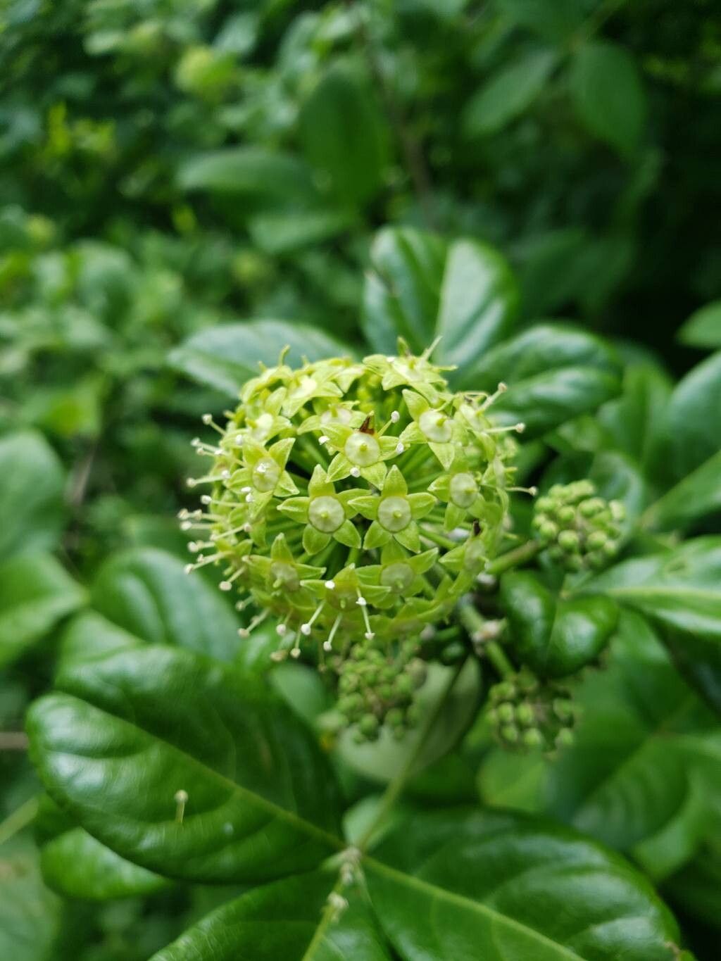 Eleutherococcus divaricatus flower
