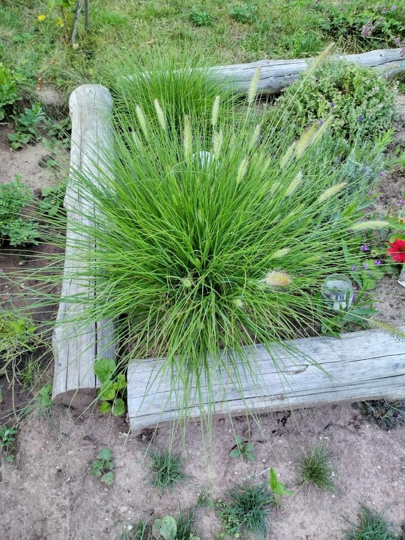 Pennisetum longistylum leaf