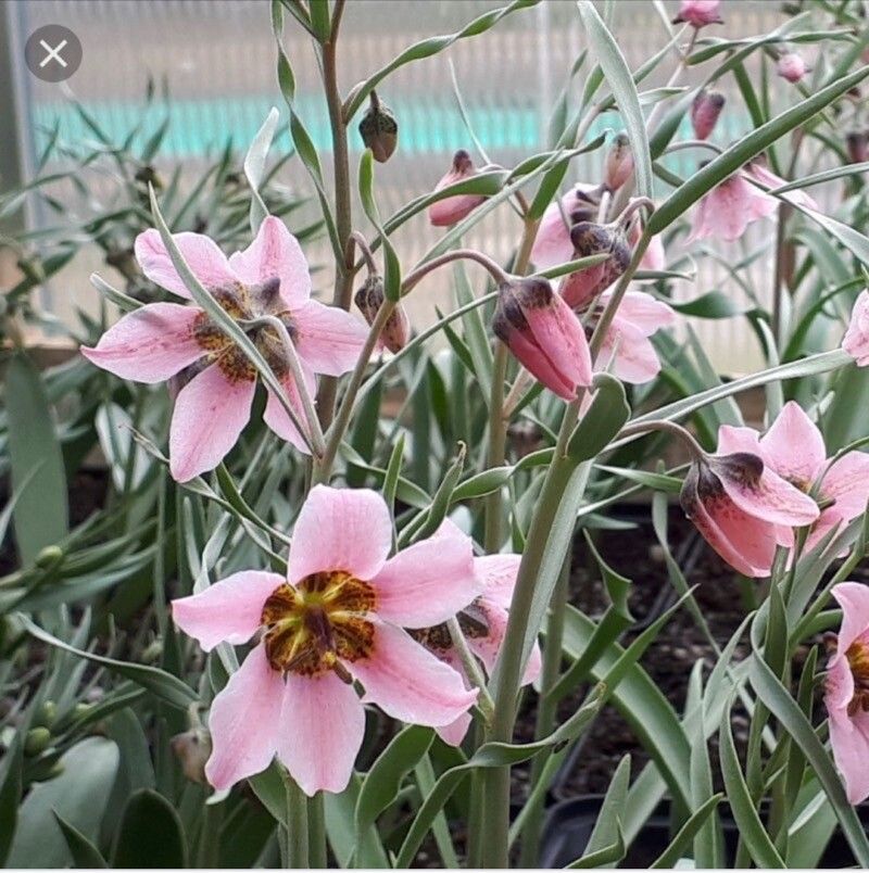 Fritillaria ariana — search result for 'Fritillaria'