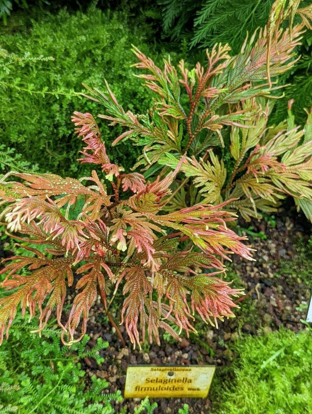 Selaginella firmuloides habit