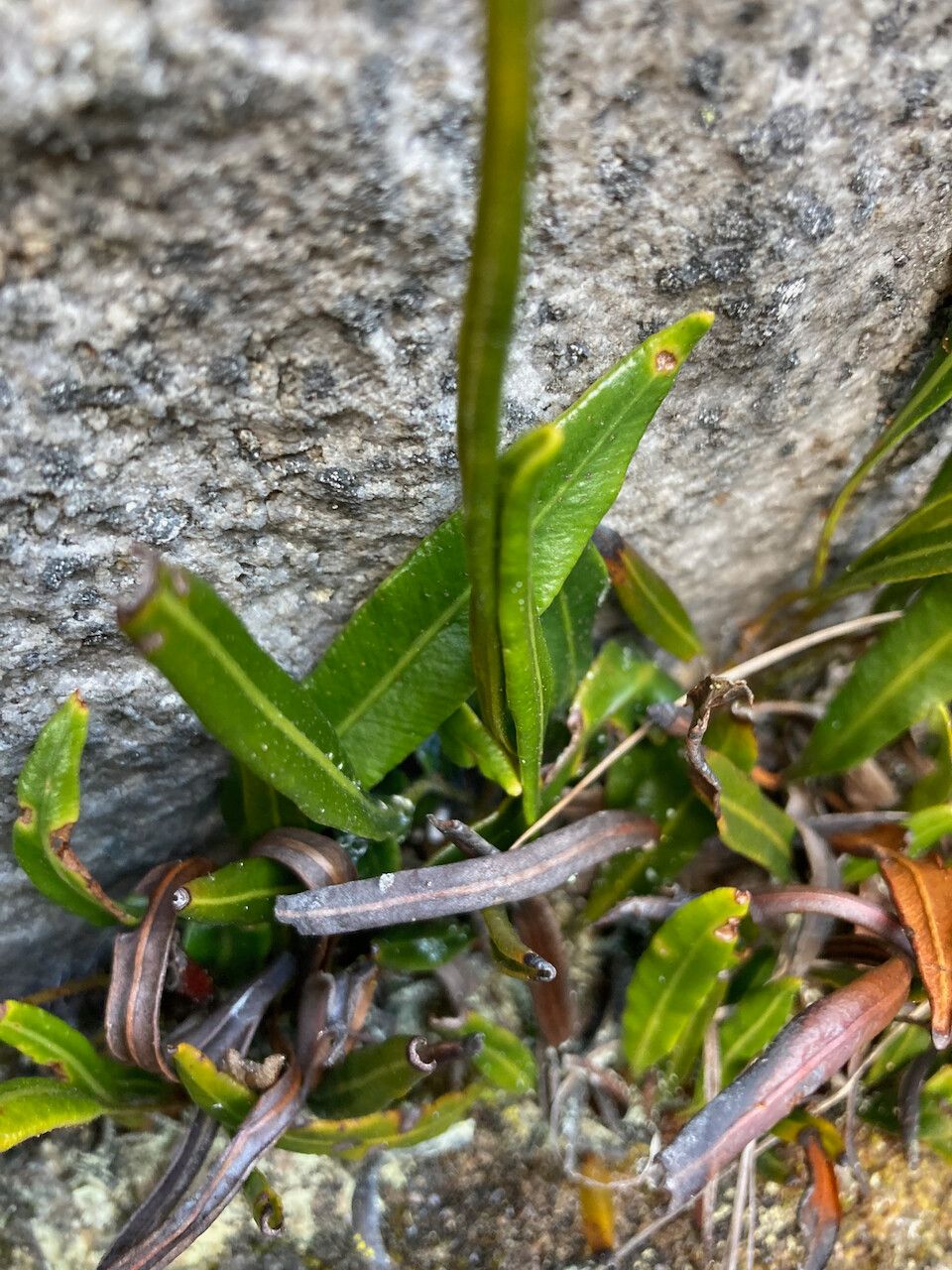 Elaphoglossum minutum — houseplant care guide