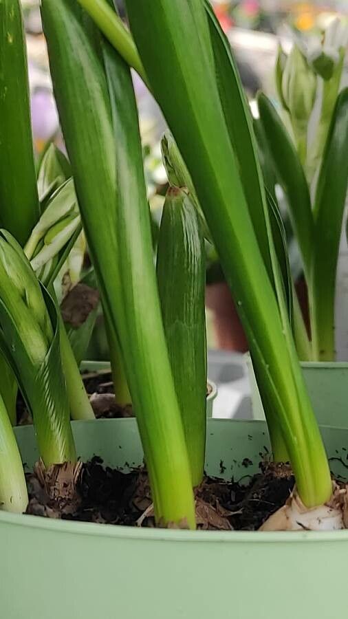 Ornithogalum balansae — search result for 'Ornithogalum'