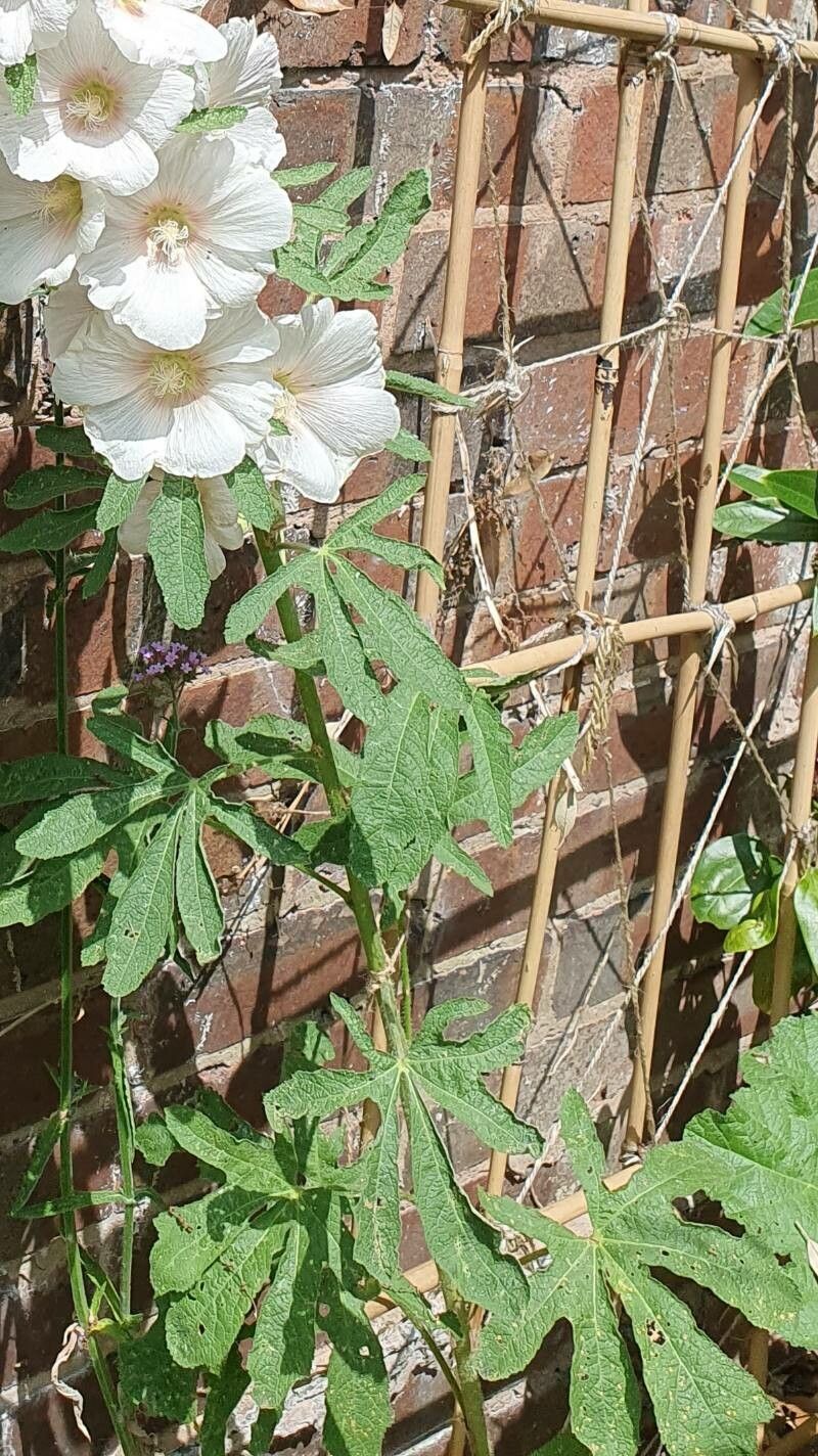 Alcea ficifolia leaf