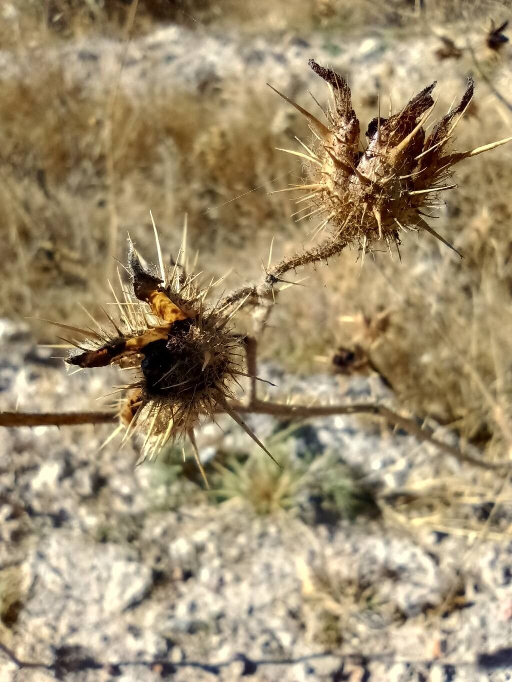 Solanum angustifolium flower