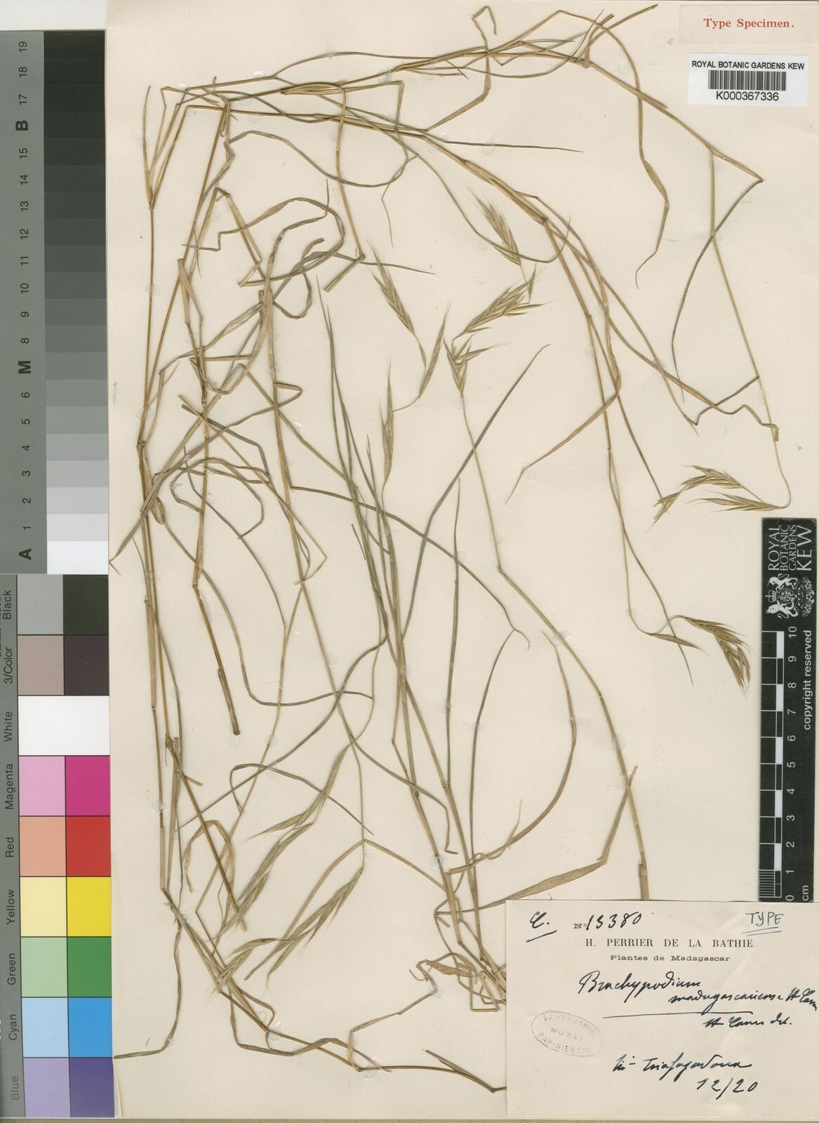 Brachypodium madagascariense — search result for 'Brachypodium'