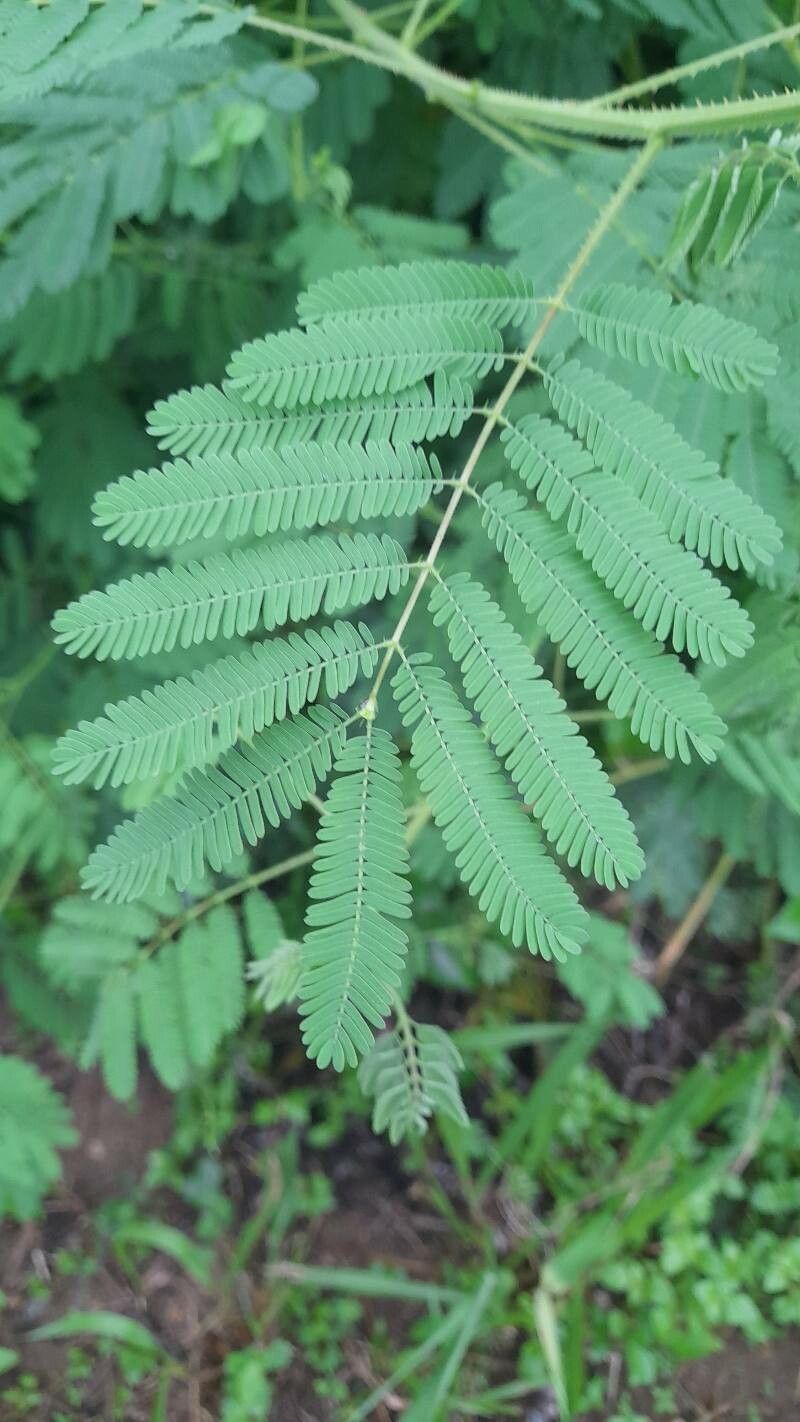 Mimosa candollei leaf