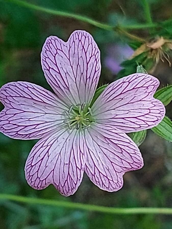 Geranium versicolor flower