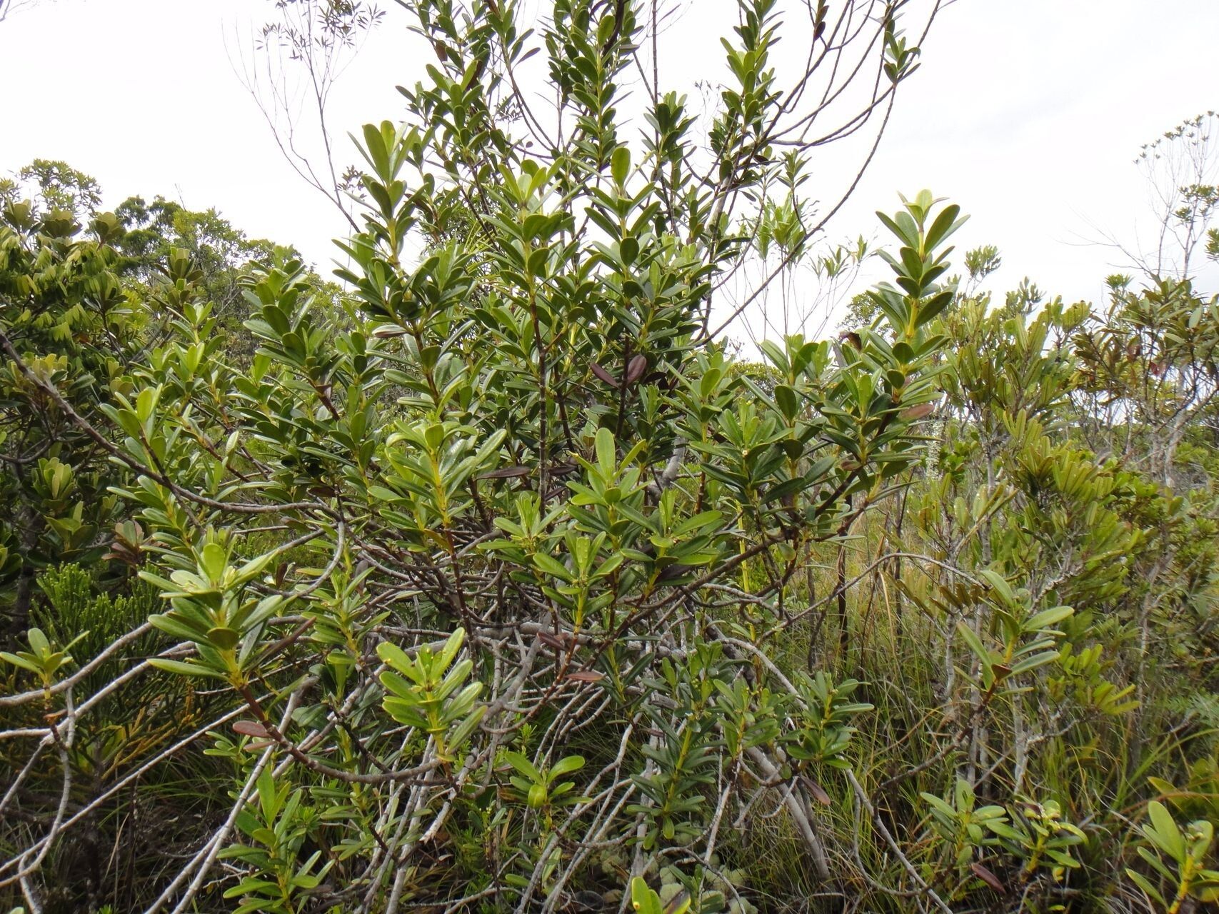 Alyxia leucogyne habit