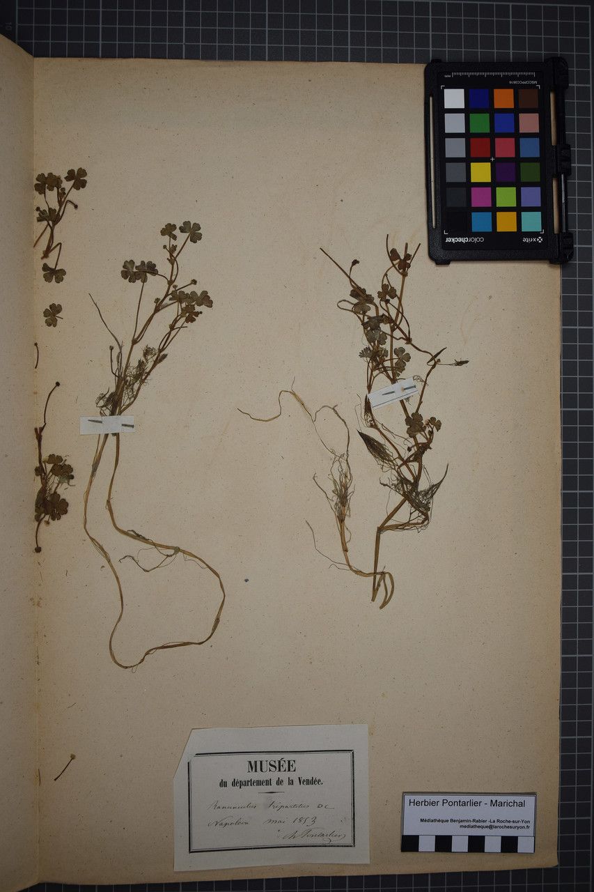 Ranunculus tripartitus other