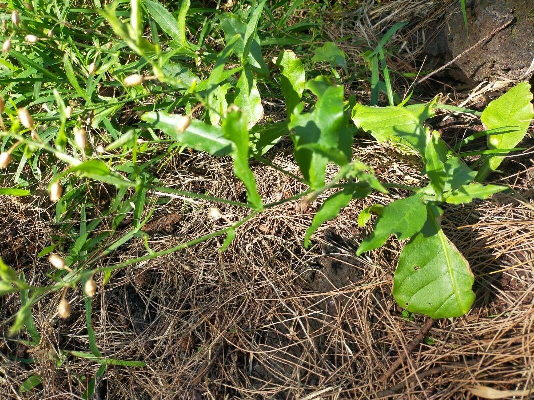 Nicotiana plumbaginifolia habit