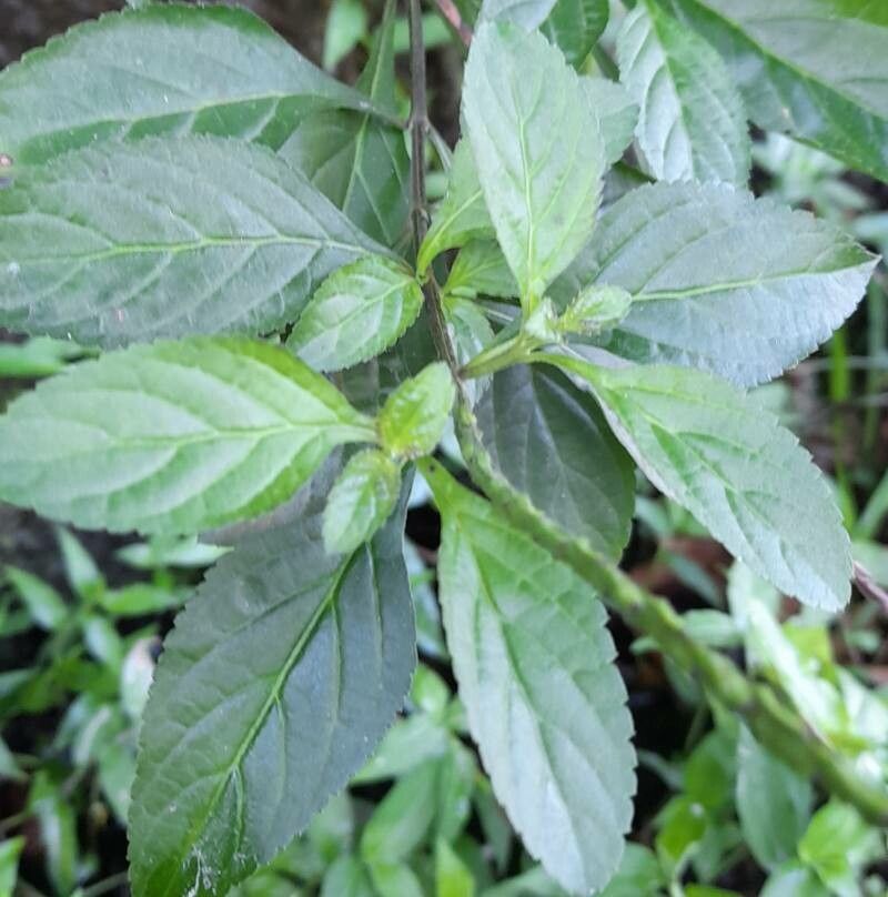 Stachytarpheta cayennensis — search result for 'Venezuela'