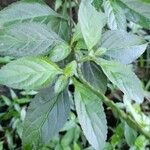 Stachytarpheta cayennensis