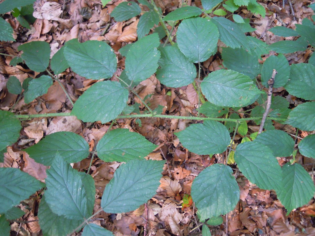 Rubus hilsianus other