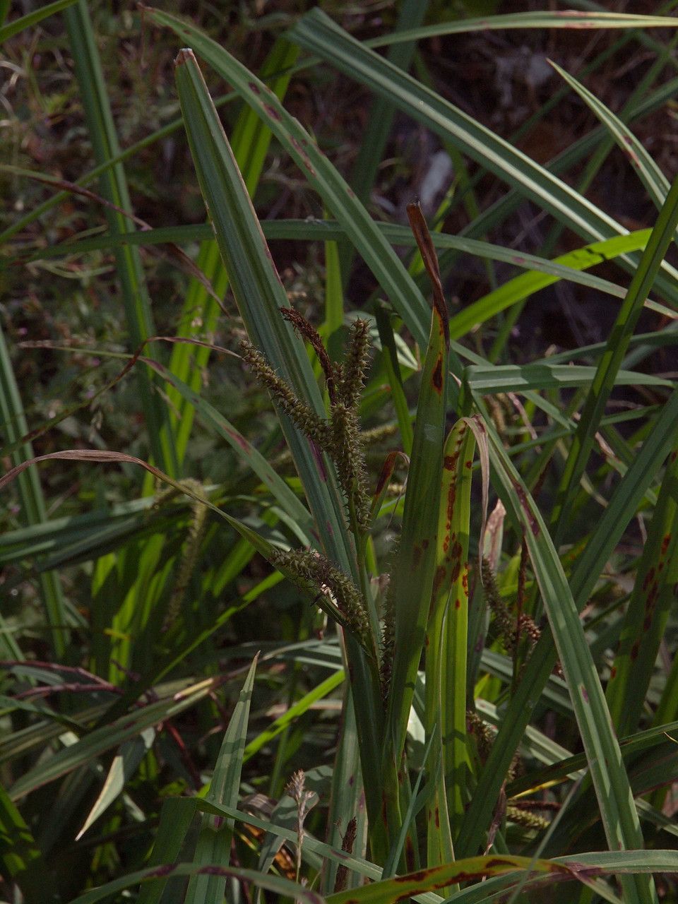 Carex amplifolia — clay tolerant houseplant