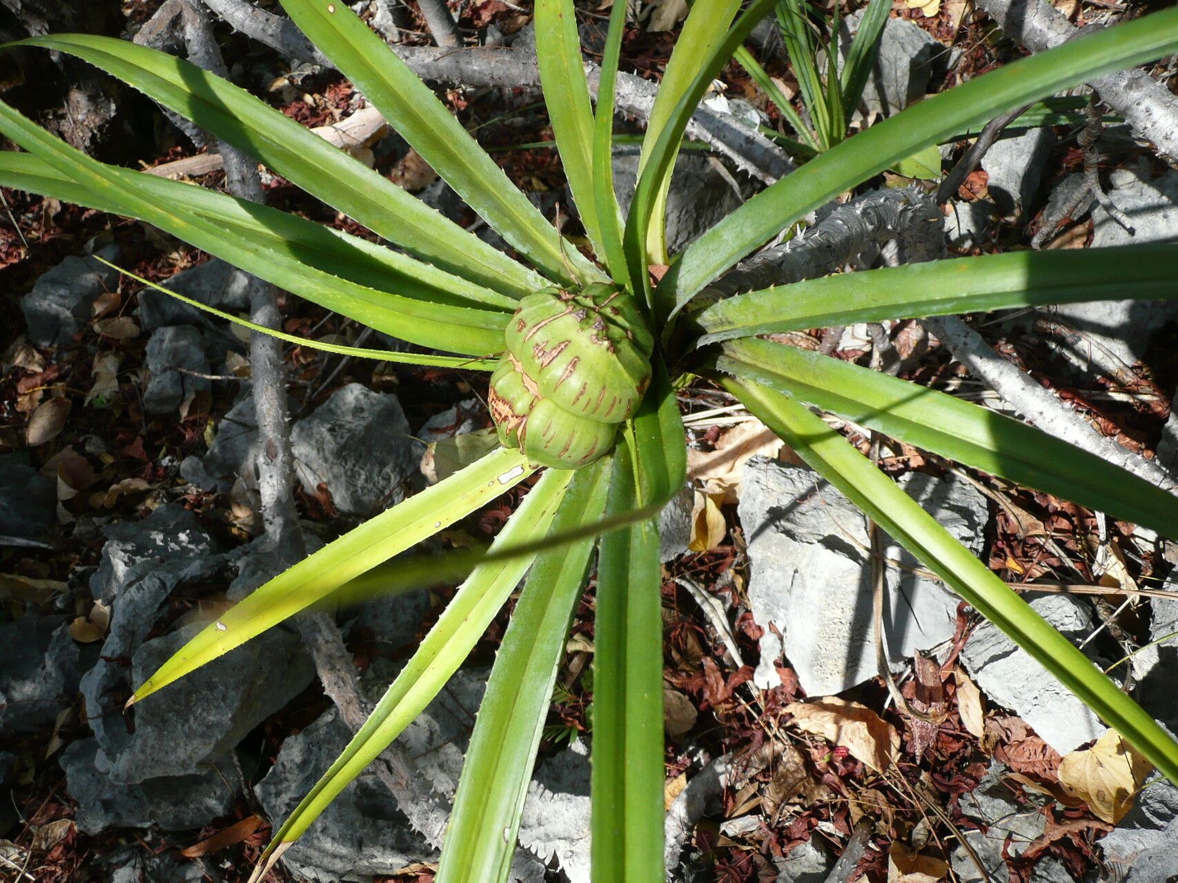 Pandanus biceps leaf