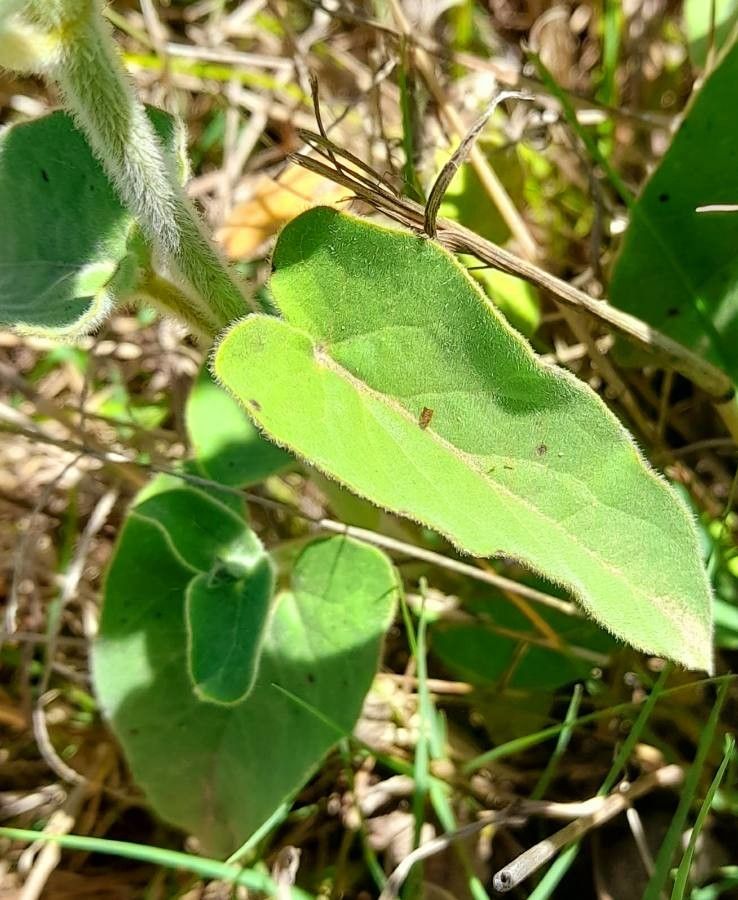 Oxypetalum solanoides — houseplant care guide