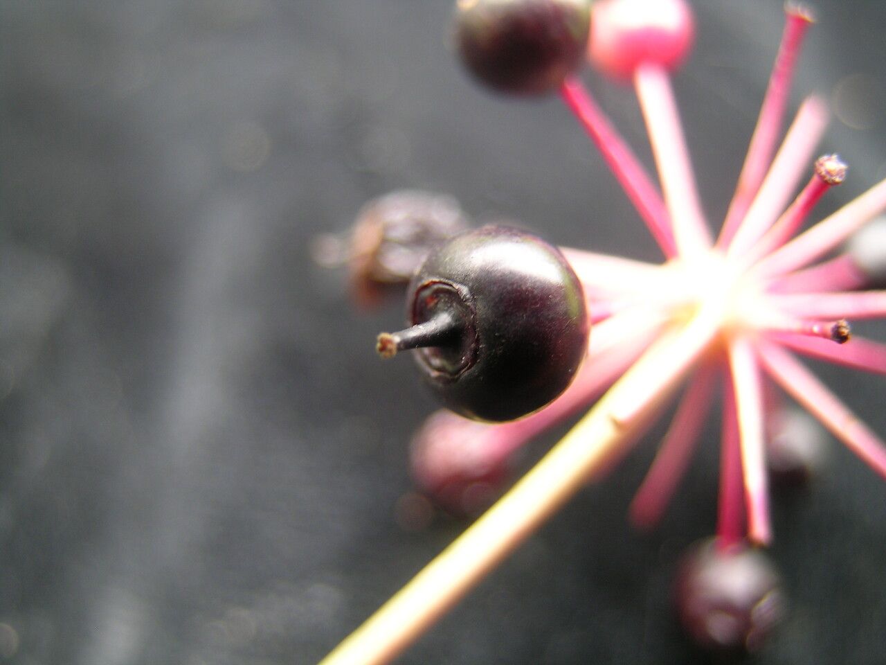 Aralia leschenaultii habit