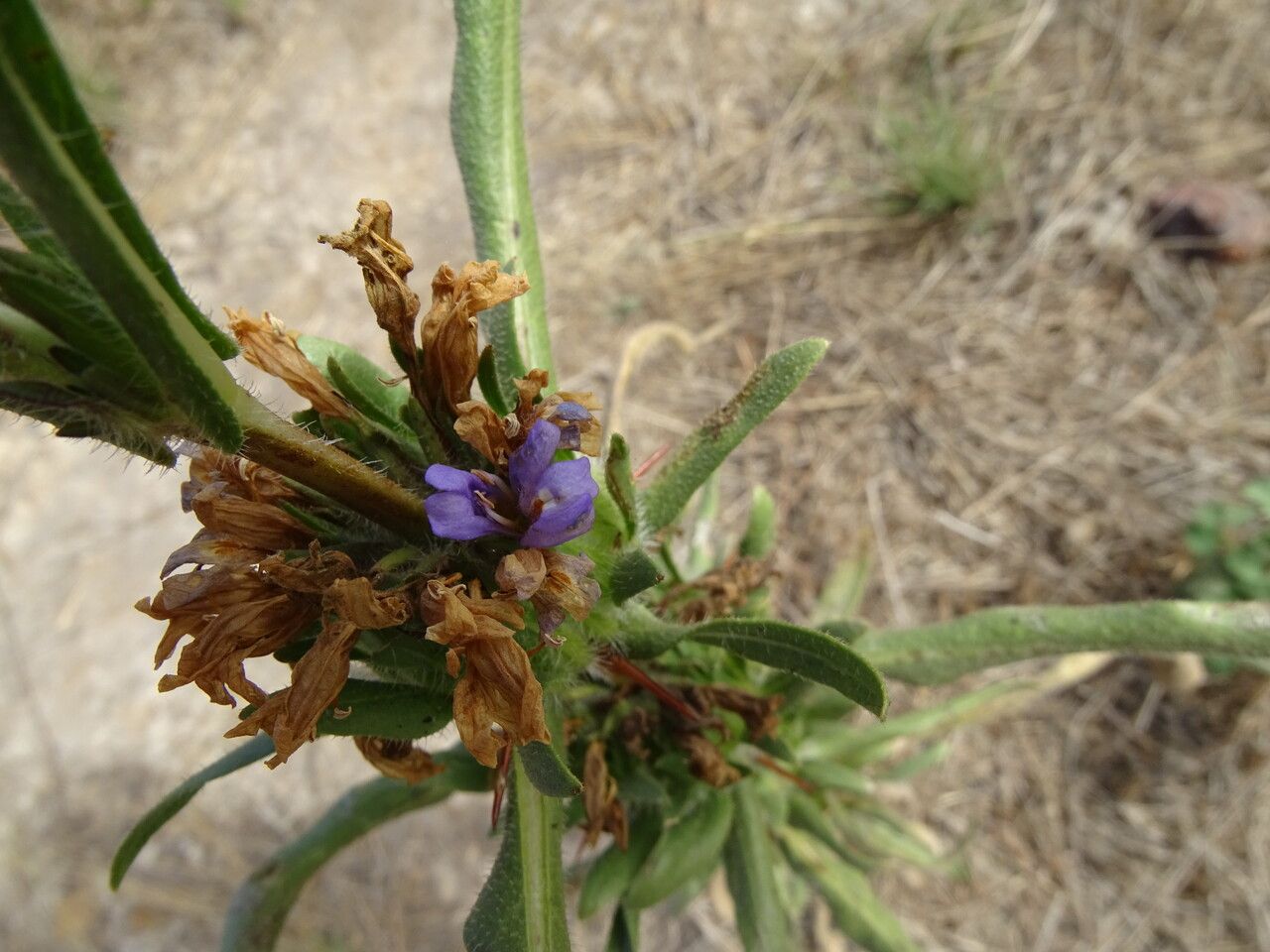 Hygrophila auriculata flower