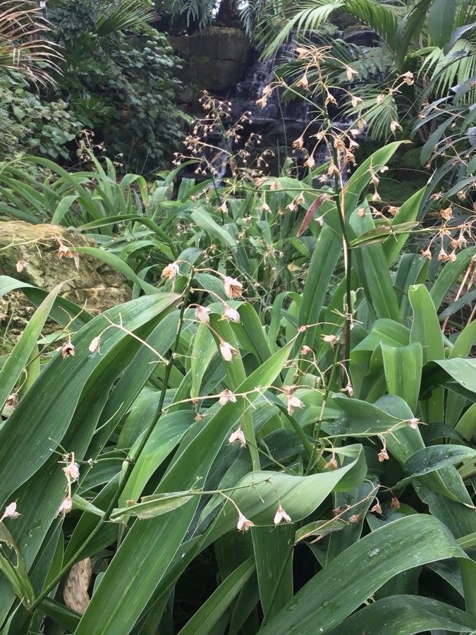 Arthropodium cirrhatum habit