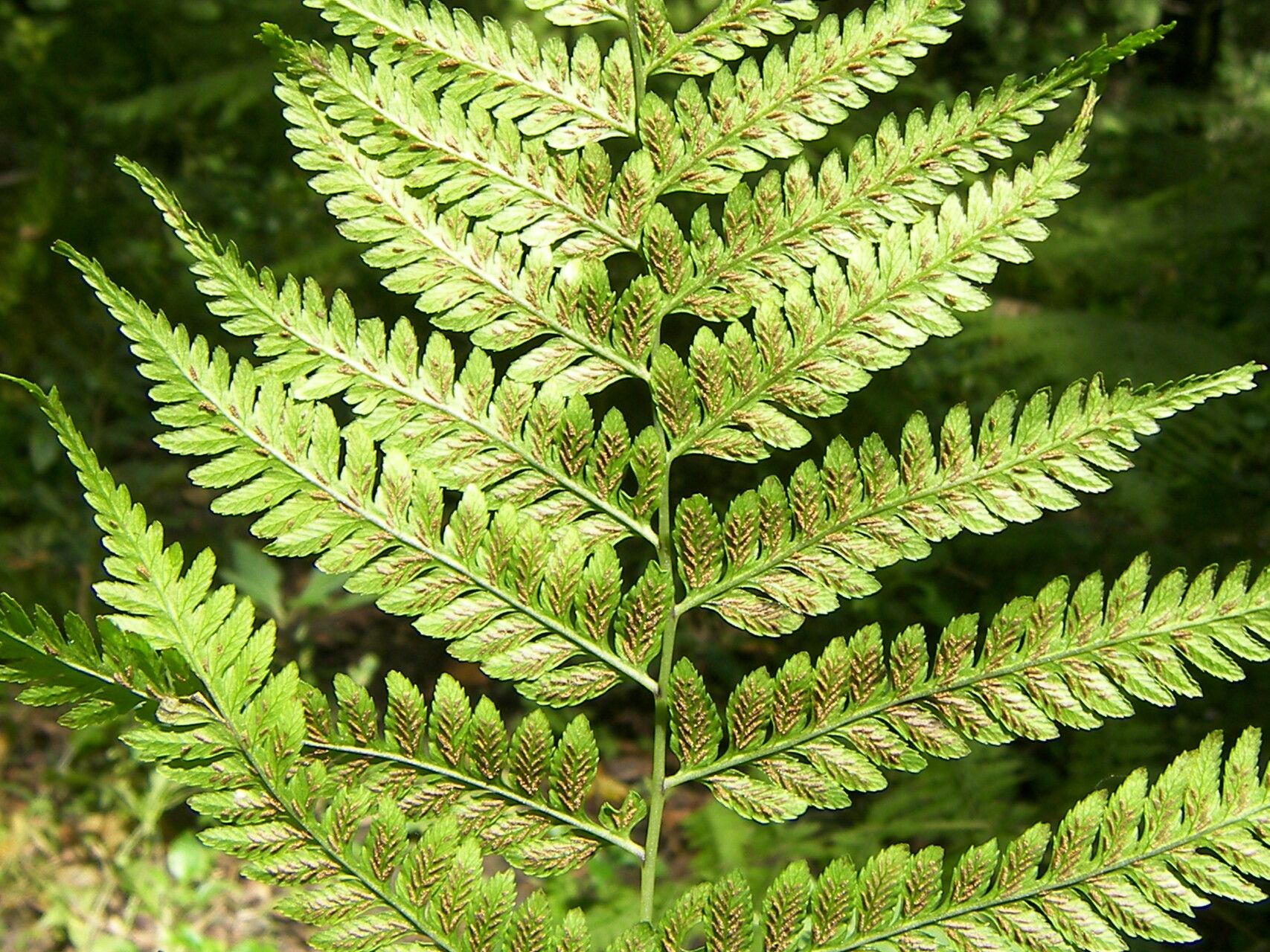 Diplazium franconis — houseplant care guide