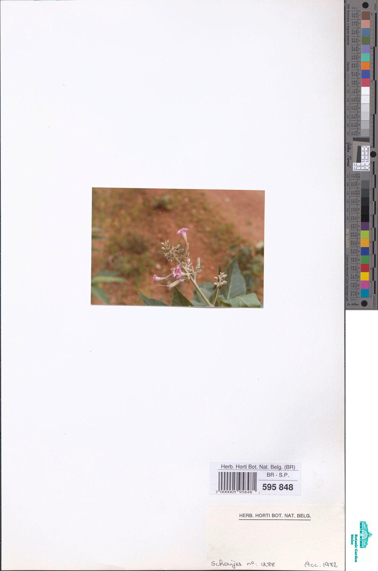 Stereospermum harmsianum — search result for 'Stereospermum'