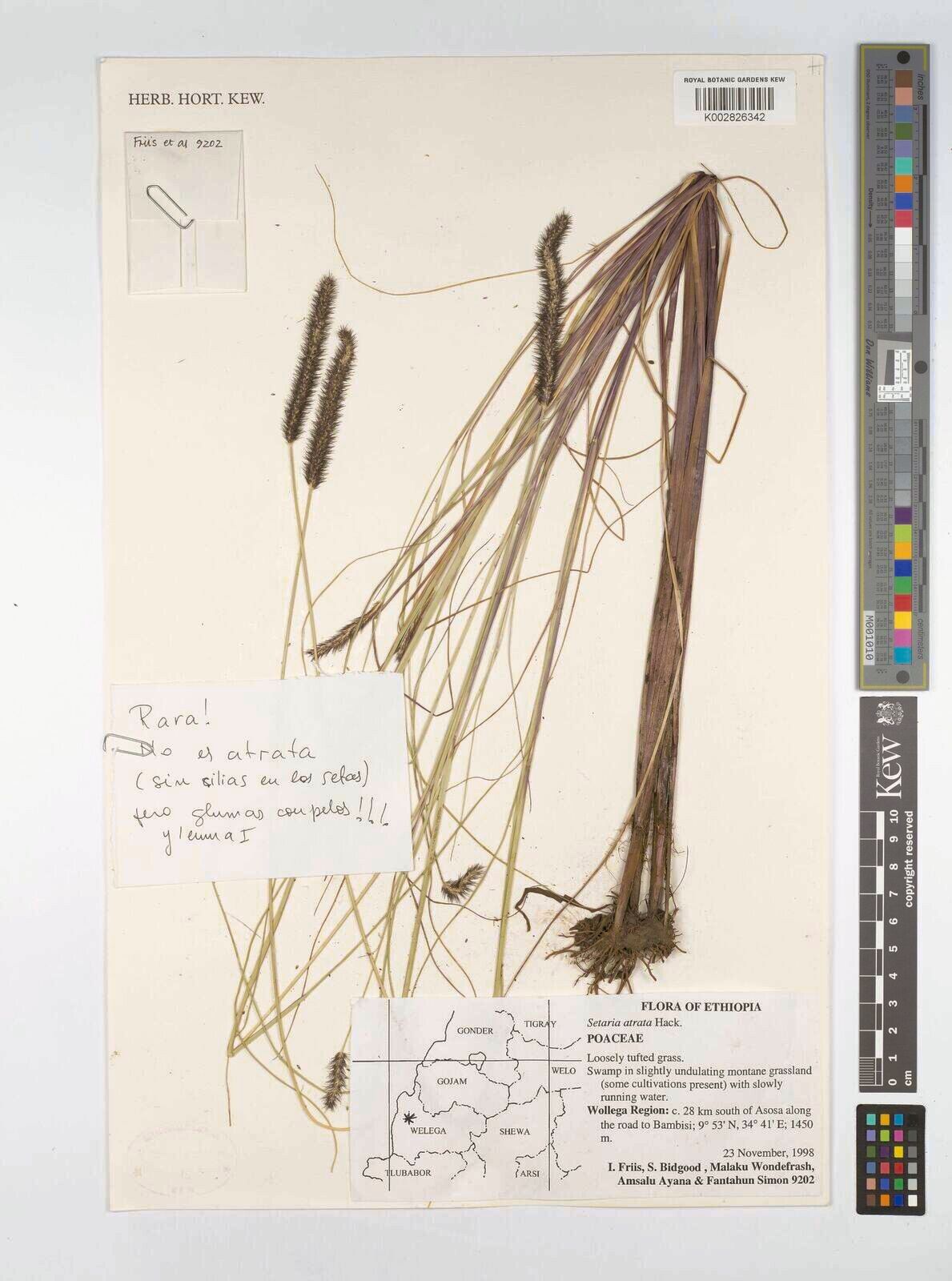 Setaria atrata — related species from the same genus