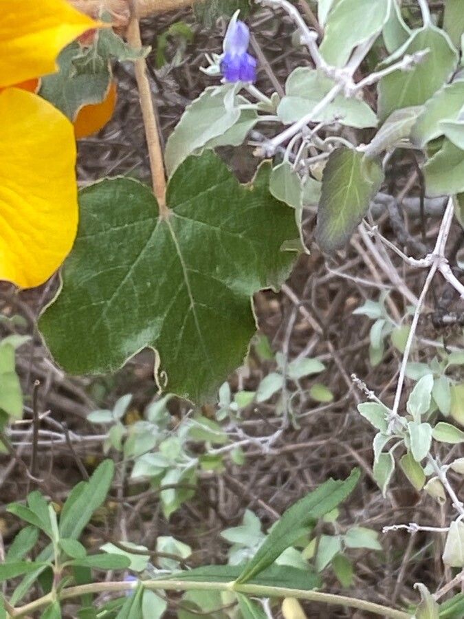 Fremontodendron mexicanum — related species from the same genus
