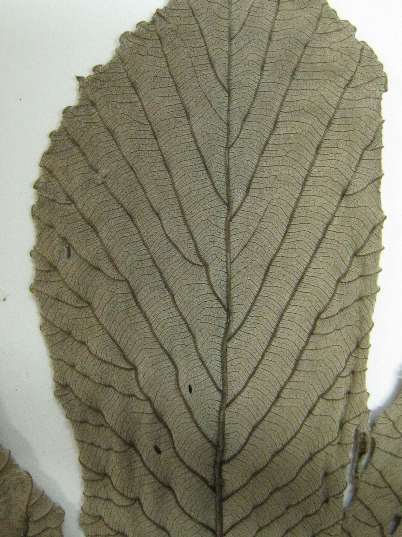 Cecropia latiloba — search result for 'Cecropia'