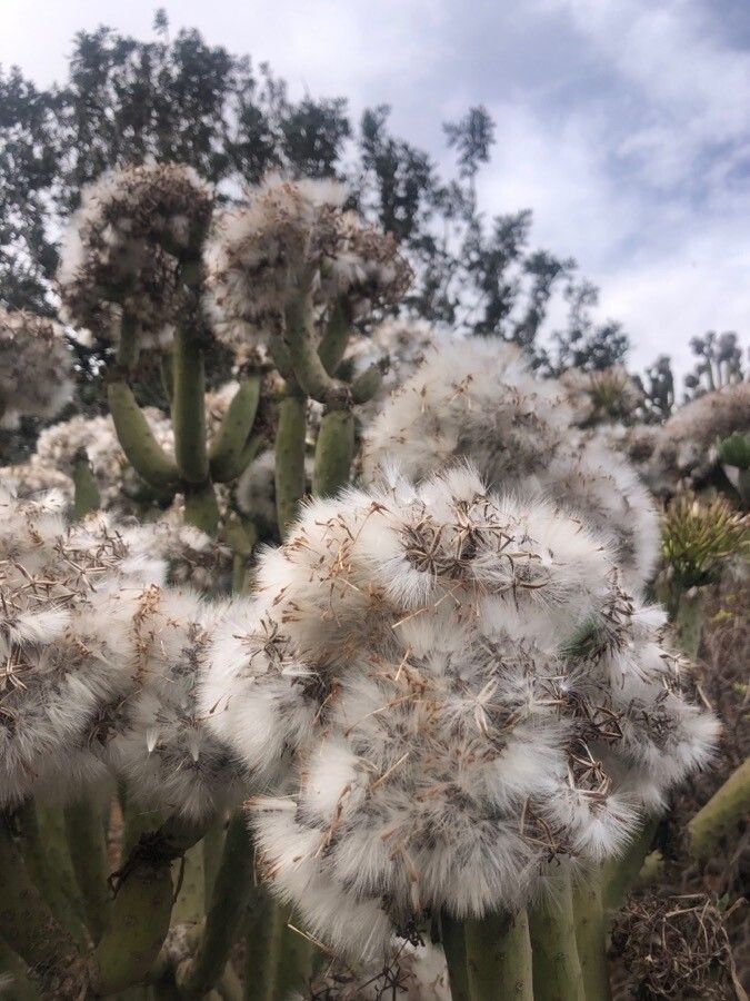 Kleinia neriifolia fruit