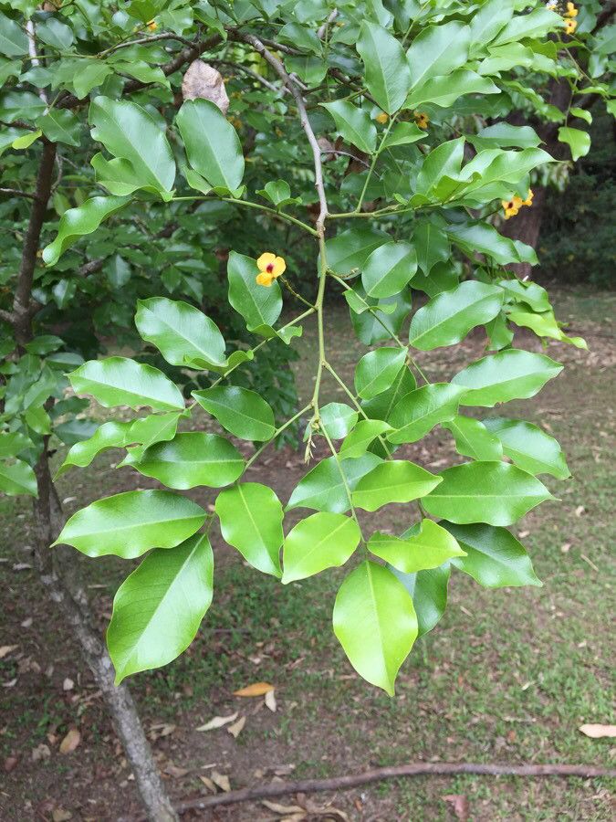 Pterocarpus violaceus — search result for 'Pterocarpus'
