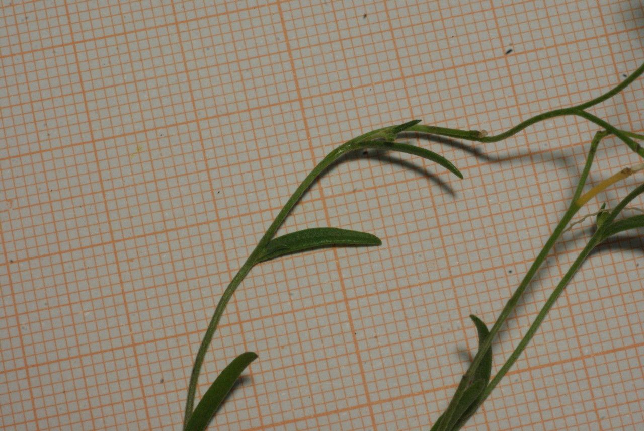 Malcolmia doumetiana habit