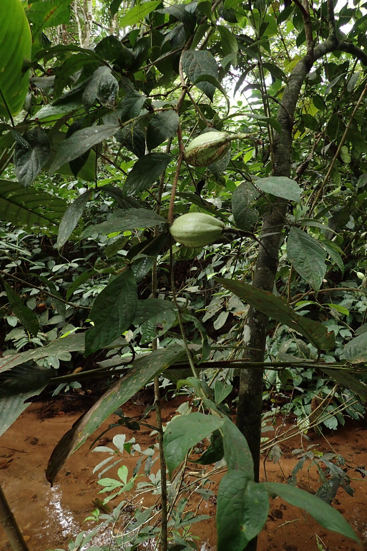 Rothmannia hispida habit