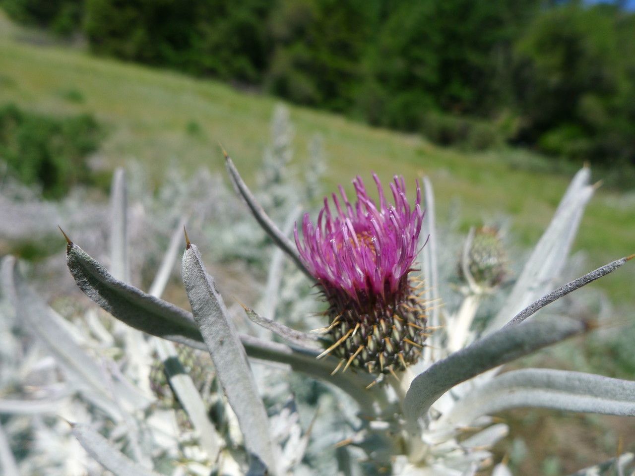 Cirsium douglasii flower