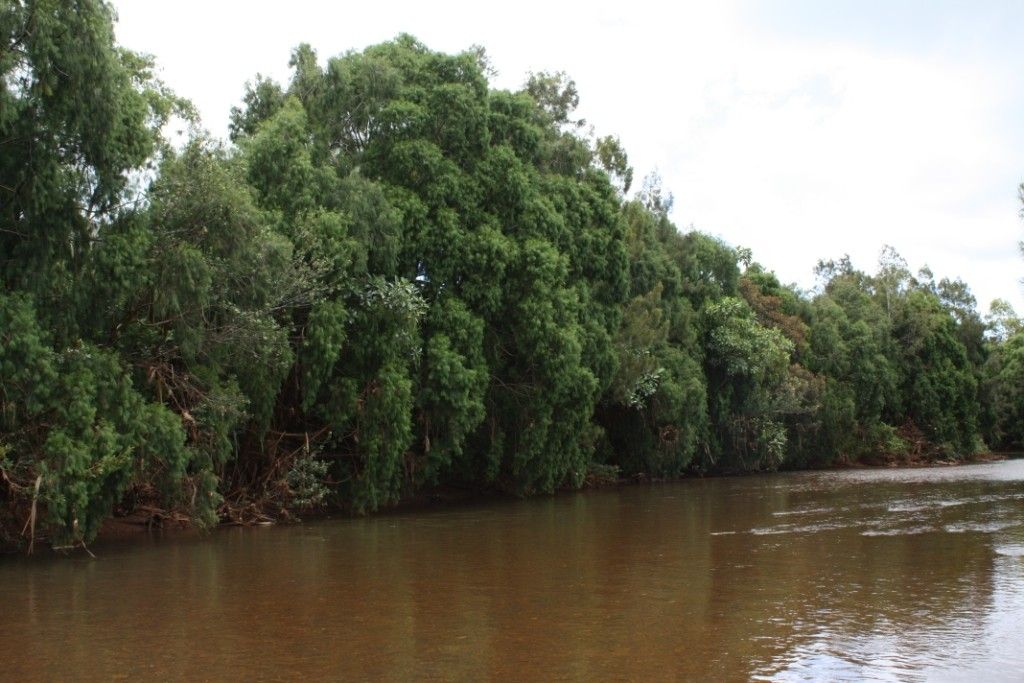 Gymnostoma webbianum habit