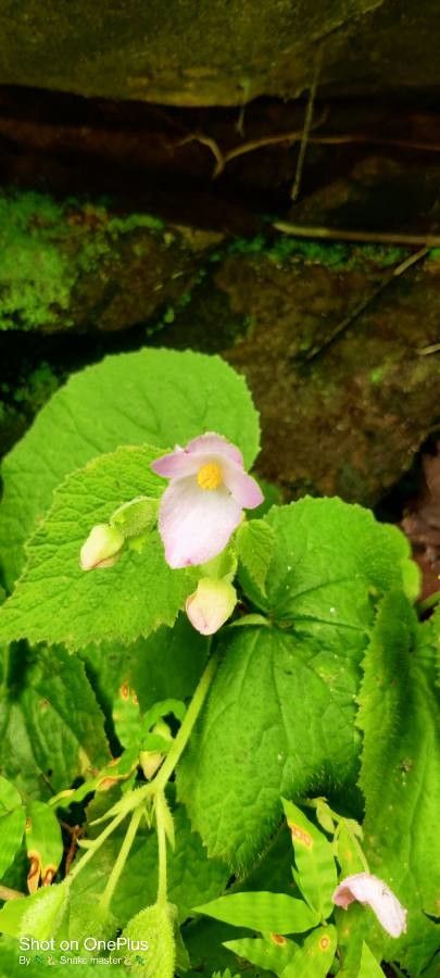 Begonia gracilis — search result for 'Begonia'